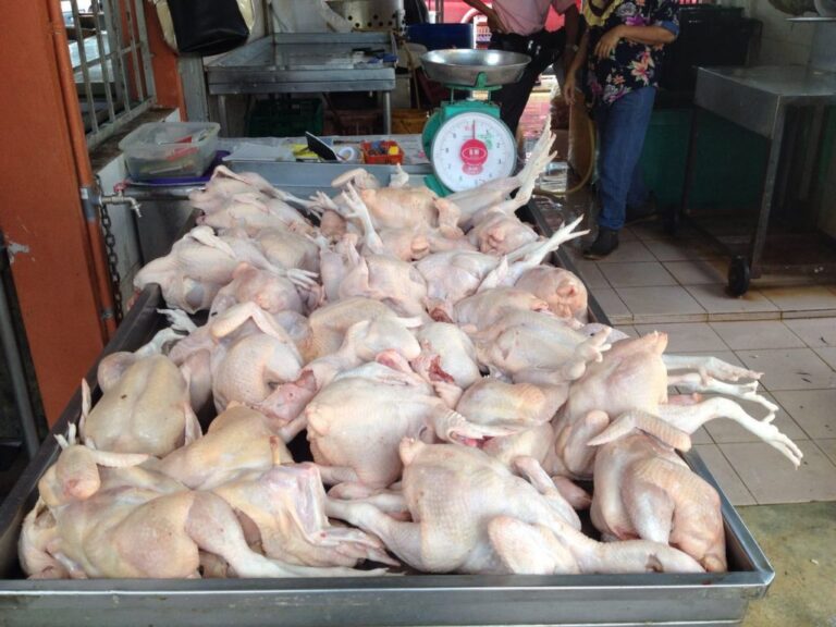 Ayam